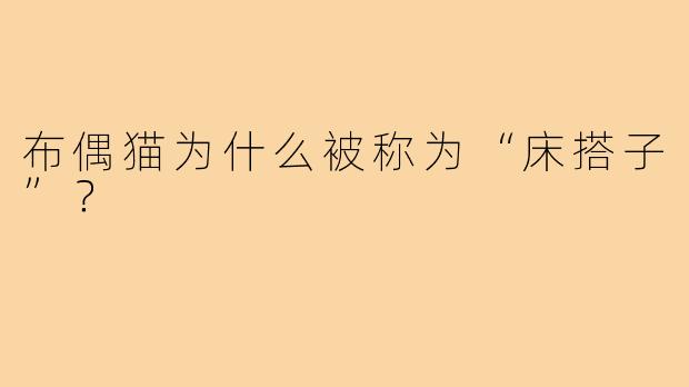 布偶猫为什么被称为“床搭子”?