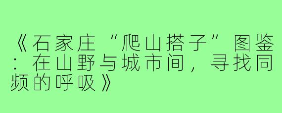 《石家庄“爬山搭子”图鉴:在山野与城市间,寻找同频的呼吸》