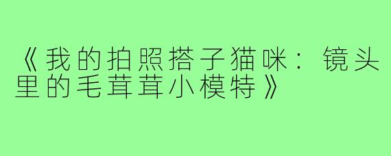 《我的拍照搭子猫咪:镜头里的毛茸茸小模特》