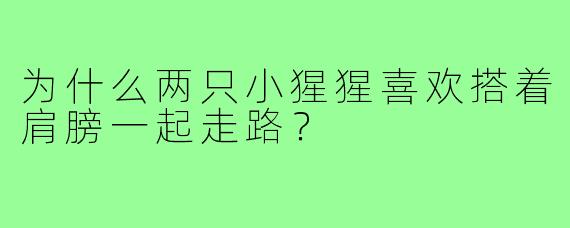 为什么两只小猩猩喜欢搭着肩膀一起走路?