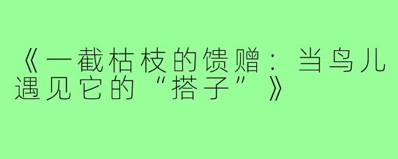 《一截枯枝的馈赠:当鸟儿遇见它的“搭子”》