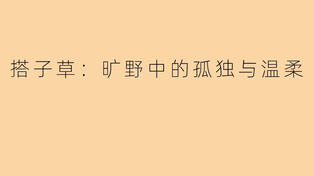 搭子草：旷野中的孤独与温柔