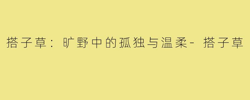 搭子草：旷野中的孤独与温柔-搭子草