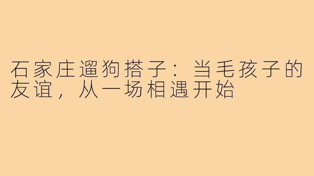 石家庄遛狗搭子：当毛孩子的友谊，从一场相遇开始