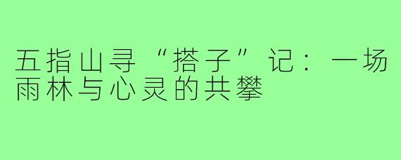 五指山寻“搭子”记：一场雨林与心灵的共攀