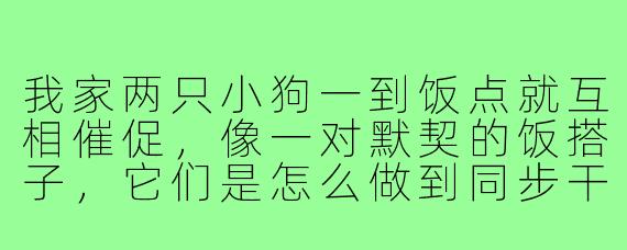 我家两只小狗一到饭点就互相催促，像一对默契的饭搭子，它们是怎么做到同步干饭的？