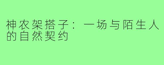 神农架搭子：一场与陌生人的自然契约