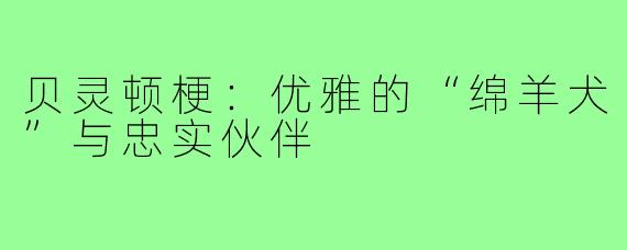 贝灵顿梗：优雅的“绵羊犬”与忠实伙伴