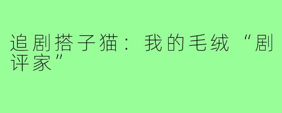 追剧搭子猫：我的毛绒“剧评家”