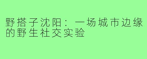 野搭子沈阳:一场城市边缘的野生社交实验