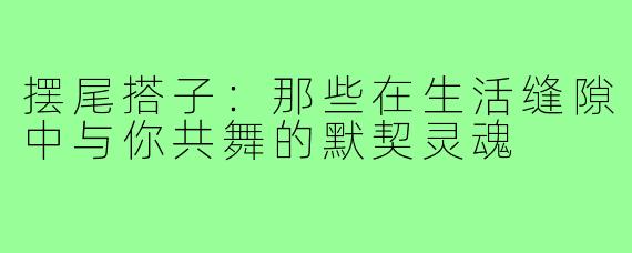 摆尾搭子:那些在生活缝隙中与你共舞的默契灵魂