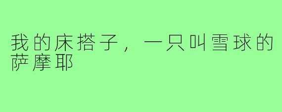 我的床搭子,一只叫雪球的萨摩耶