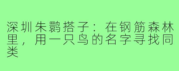 深圳朱鹮搭子：在钢筋森林里，用一只鸟的名字寻找同类