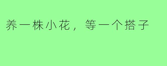 养一株小花,等一个搭子