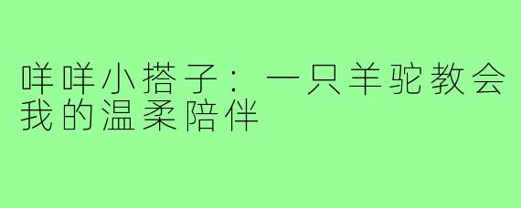 咩咩小搭子:一只羊驼教会我的温柔陪伴