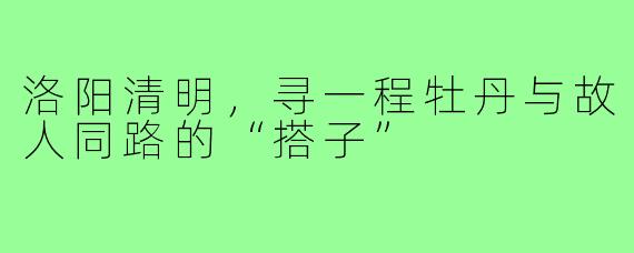 洛阳清明,寻一程牡丹与故人同路的“搭子”