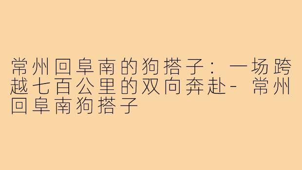 常州回阜南的狗搭子:一场跨越七百公里的双向奔赴-常州回阜南狗搭子
