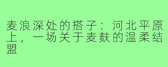 麦浪深处的搭子:河北平原上,一场关于麦麸的温柔结盟