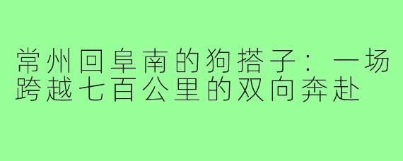常州回阜南的狗搭子:一场跨越七百公里的双向奔赴