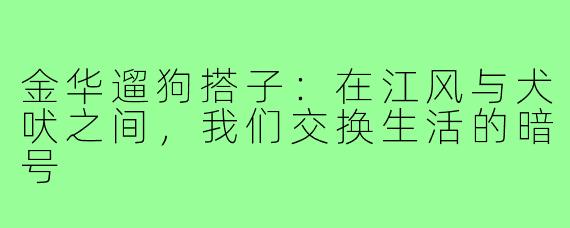 金华遛狗搭子：在江风与犬吠之间，我们交换生活的暗号